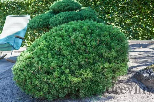Borovica horská Typ Tirol, výška 35/45 cm, v črepníku 7.5 l Pinus mugo ariegate pumilio typ Tirol