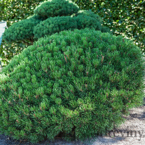 Borovica horská Typ Tirol, výška 35/45 cm, v črepníku 7.5 l Pinus mugo ariegate pumilio typ Tirol