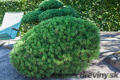 Borovica horská Typ Tirol, výška 35/45 cm, v črepníku 7.5 l Pinus mugo ariegate pumilio typ Tirol