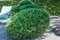 Borovica horská Typ Tirol, výška 35/45 cm, v črepníku 7.5 l Pinus mugo ariegate pumilio typ Tirol