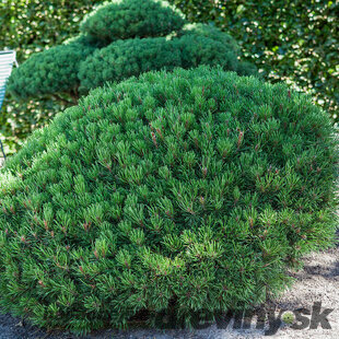 Borovica horská Typ Tirol, výška 35/45 cm, v črepníku 7.5 l Pinus mugo ariegate pumilio typ Tirol