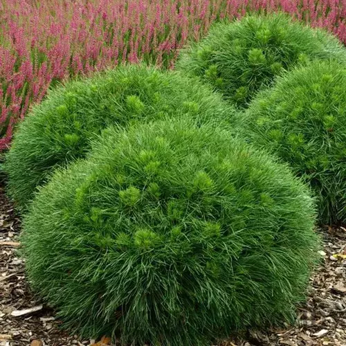 Borovica horská Varella na kmienku 50cm, v črepníku Pinus Mugo Varella