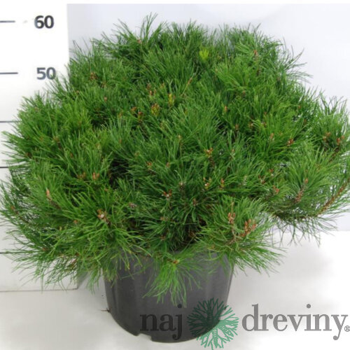 Borovica horská Varella XL 40 cm, v črepníku Pinus mugo mughus