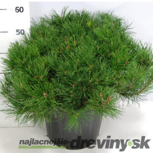 Borovica horská Varella XL 40 cm, v črepníku Pinus mugo mughus