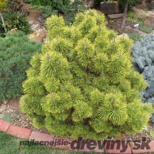 Borovica horská Zundert, výška 50/60 cm, v črepníku 10l Pinus mugo Zundert