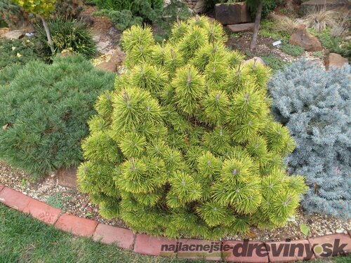 Borovica horská Zundert, výška 50/60 cm, v črepníku 10l Pinus mugo Zundert