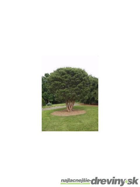Borovica hustokvetá 30/40 cm, v črepníku Pinus densiflora