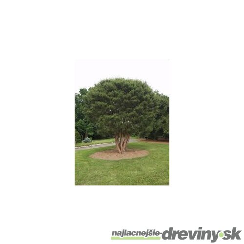 Borovica hustokvetá 30/40 cm, v črepníku Pinus densiflora