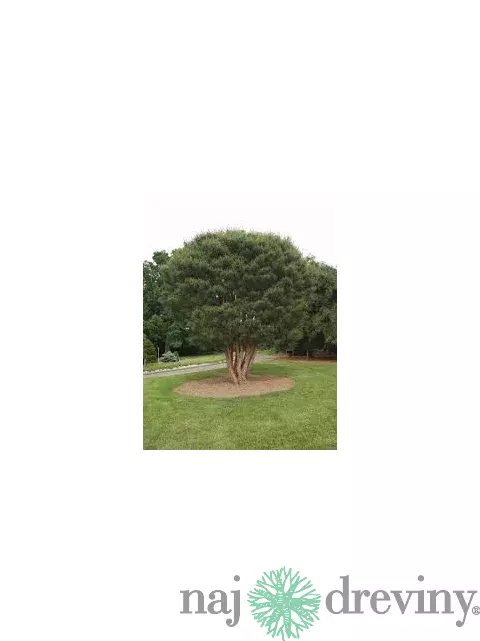Borovica hustokvetá 30/40 cm, v črepníku Pinus densiflora