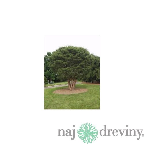 Borovica hustokvetá 30/40 cm, v črepníku Pinus densiflora
