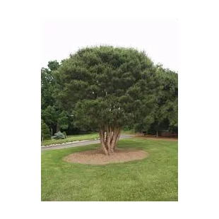 Borovica hustokvetá 30/40 cm, v črepníku Pinus densiflora