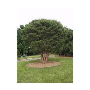 Borovica hustokvetá 30/40 cm, v črepníku Pinus densiflora