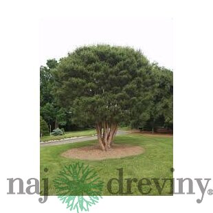 Borovica hustokvetá 30/40 cm, v črepníku Pinus densiflora