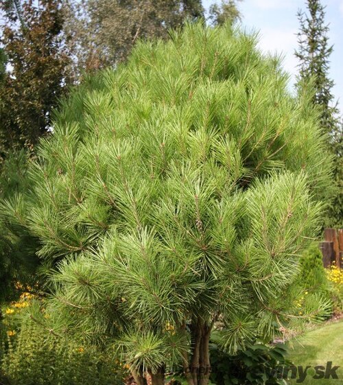 Borovica hustokvetá Jane Kluis, výška 20/30 cm, v črepníku Pinus densiflora Jane Kluis