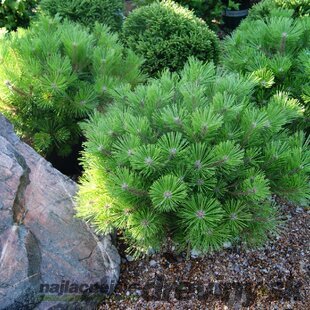 Borovica hustokvetá Low Glow 10/25 cm, v črepníku Pinus densiflora Low Glow