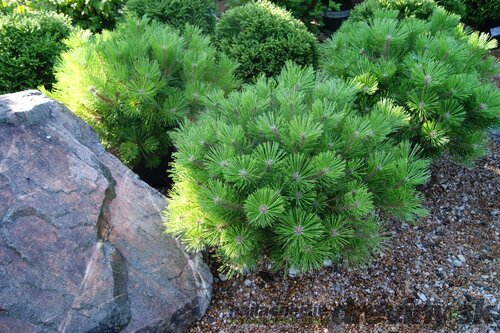 Borovica hustokvetá Low Glow 10/25 cm, v črepníku Pinus densiflora Low Glow