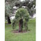 Borovica hustokvetá Pendula, 15/25 cm, v črepníku 3l Pinus densiflora Pendula