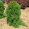 Borovica hustokvetá Pendula, 15/25 cm, v črepníku 3l Pinus densiflora Pendula