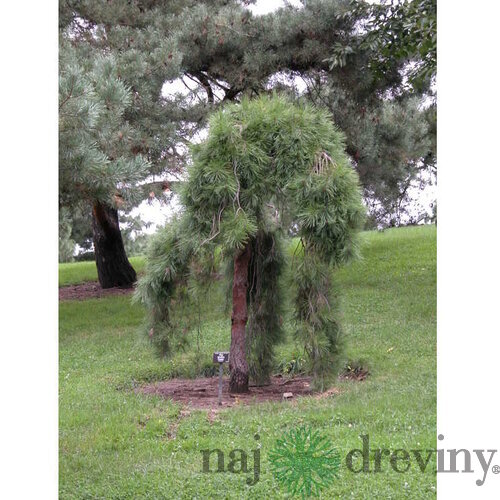 Borovica hustokvetá Pendula, 15/25 cm, v črepníku 3l Pinus densiflora Pendula