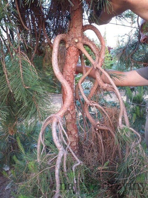 Borovica hustokvetá Pendula, 15/25 cm, v črepníku 3l Pinus densiflora Pendula