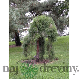 Borovica hustokvetá Pendula, 15/25 cm, v črepníku 3l Pinus densiflora Pendula