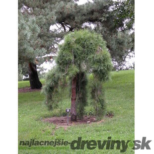 Borovica hustokvetá Pendula, 15/25 cm, v črepníku 3l Pinus densiflora Pendula
