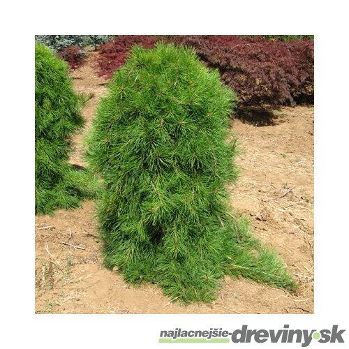 Borovica hustokvetá Pendula, 15/25 cm, v črepníku 3l Pinus densiflora Pendula