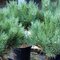 Borovica lesná 50/70 cm, v črepníku Pinus sylvestris