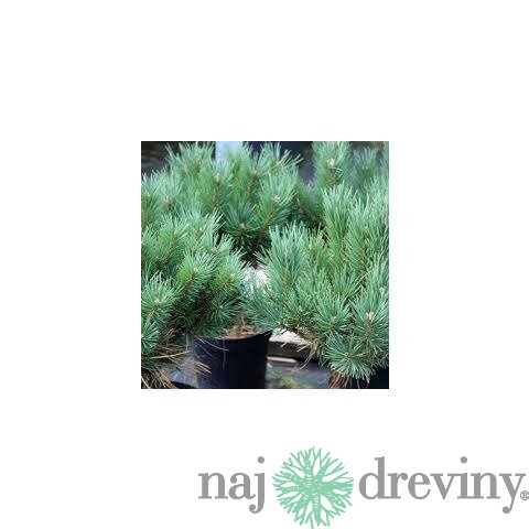 Borovica lesná 50/70 cm, v črepníku Pinus sylvestris