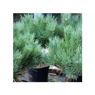 Borovica lesná 50/70 cm, v črepníku Pinus sylvestris