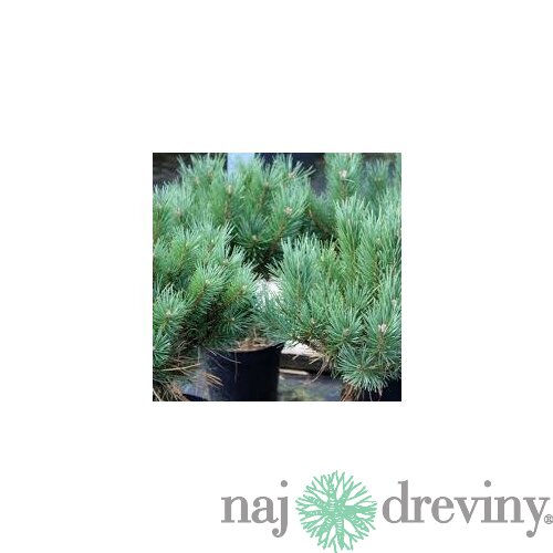 Borovica lesná 50/70 cm, v črepníku Pinus sylvestris