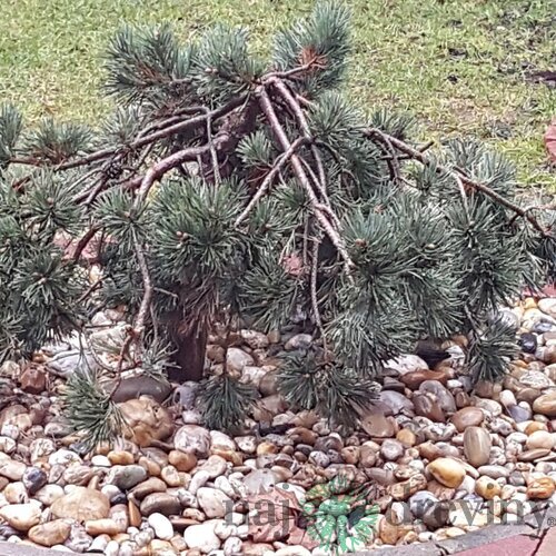 Borovica lesná Albyns na kmienku 40cm, celková výška 80/100cm, v črepníku Pinus sylvestris Albyns