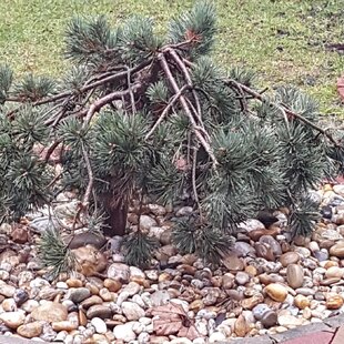 Borovica lesná Albyns na kmienku 40cm, celková výška 80/100cm, v črepníku Pinus sylvestris Albyns