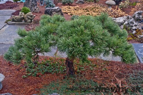 Borovica lesná Albyns (vzácny druh) 30/50 cm, v črepníku Pinus sylvestris Albyns