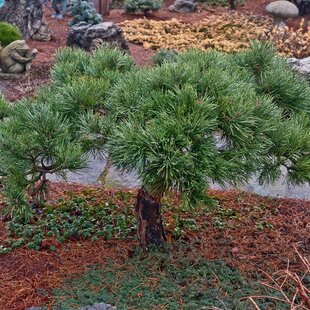 Borovica lesná Albyns (vzácny druh) 30/50 cm, v črepníku Pinus sylvestris Albyns