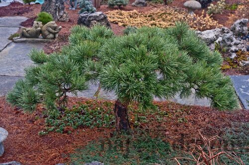 Borovica lesná Albyns (vzácny druh) 30/50 cm, v črepníku Pinus sylvestris Albyns