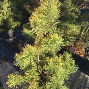 Borovica lesná Aurea 90/120 cm, v črepníku Pinus sylvestris Aurea