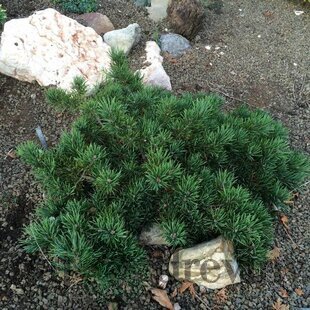 Borovica lesná Skjak, 15/20 cm, v črepníku Pinus sylvestris Skjak