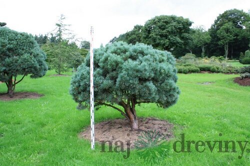 Borovica lesná Watereri, celková výška pri dodaní 40/50 cm, v črepníku Pinus sylvestris Watereri