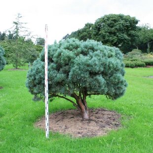 Borovica lesná Watereri, celková výška pri dodaní 40/50 cm, v črepníku Pinus sylvestris Watereri