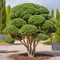 Borovica lesná Watereri multikmeň - dáždnik 140/160 cm, v črepníku 230l Pinus sylvestris Watereri