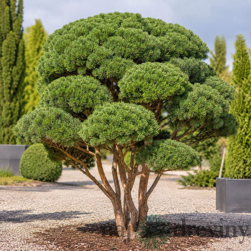 Borovica lesná Watereri multikmeň - dáždnik 140/160 cm, v črepníku 230l Pinus sylvestris Watereri