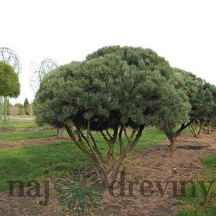 Borovica lesná Watereri, výška 50/60 cm, v črepníku Pinus sylvestris Watereri