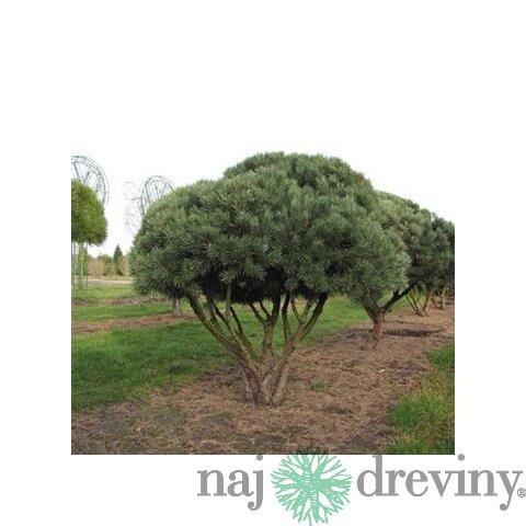 Borovica lesná Watereri, výška 50/60 cm, v črepníku Pinus sylvestris Watereri