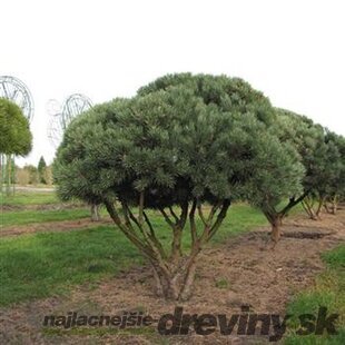 Borovica lesná Watereri, výška 50/60 cm, v črepníku Pinus sylvestris Watereri