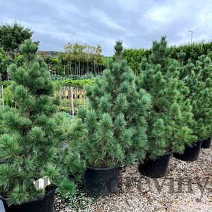 Borovica limbová 20/30 cm, v črepníku Pinus cembra