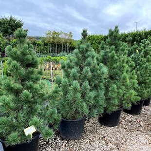 Borovica limbová 20/30 cm, v črepníku Pinus cembra