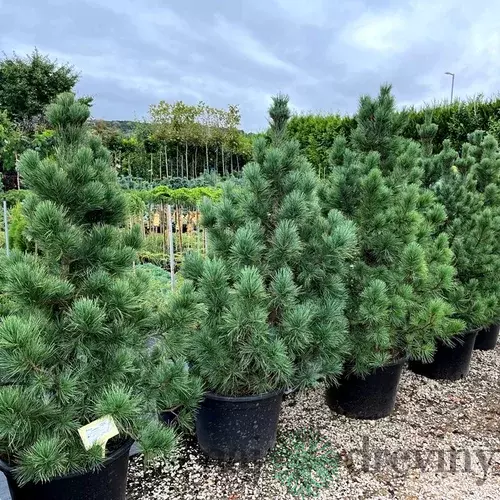 Borovica limbová 20/30 cm, v črepníku Pinus cembra