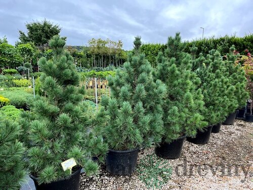 Borovica limbová 20/30 cm, v črepníku Pinus cembra