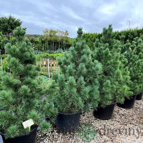 Borovica limbová 20/30 cm, v črepníku Pinus cembra